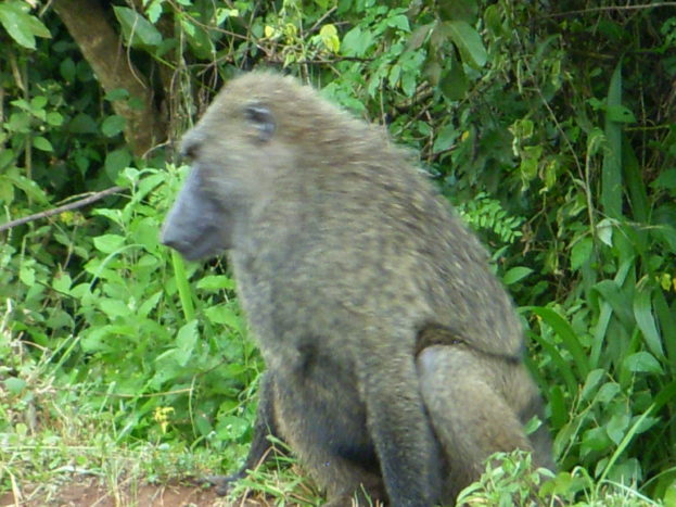 Uganda
