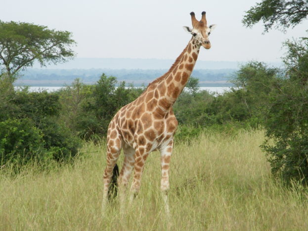Uganda