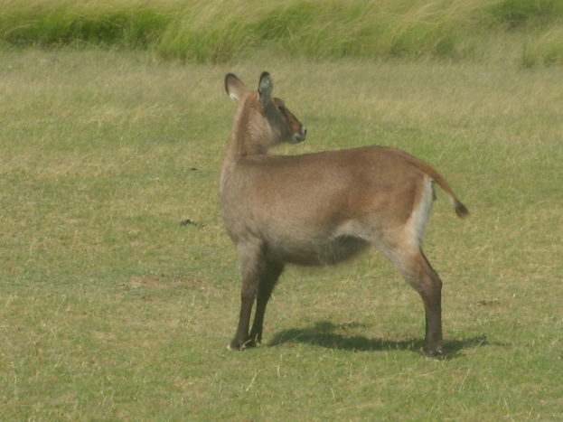 Uganda