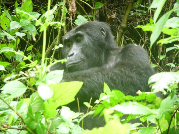 Uganda