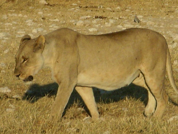 Namibia