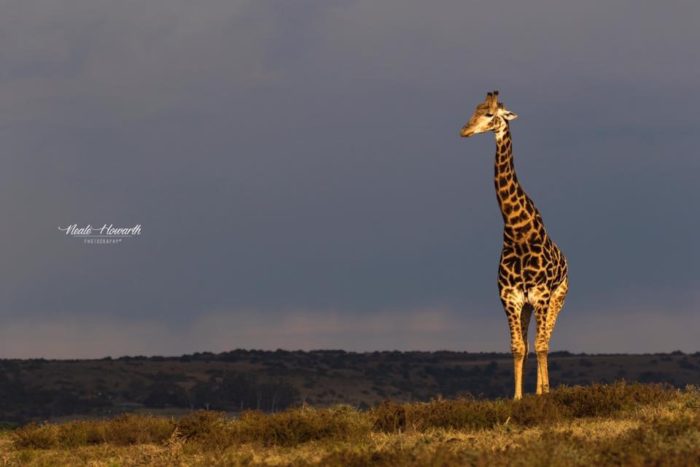 Sudafrica