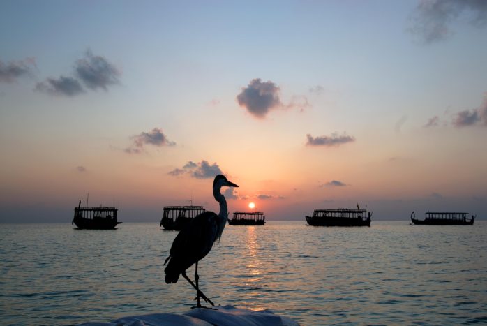 Maldive
