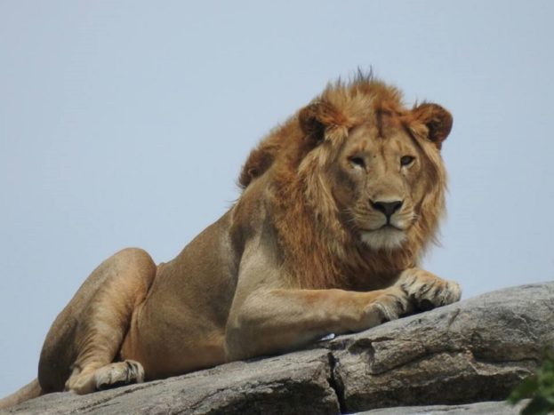 leone