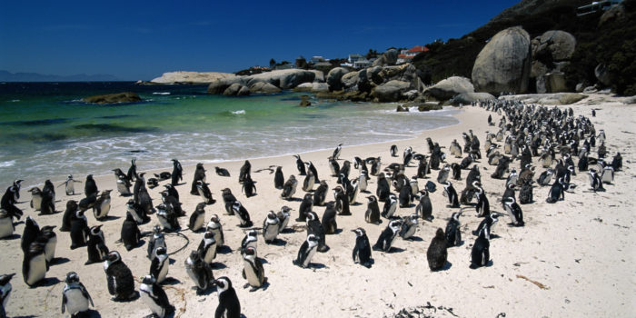 Boulders Beach