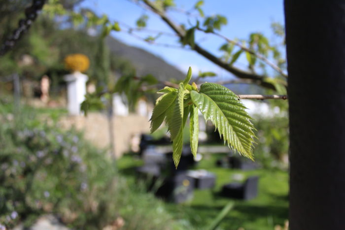GIARDINO