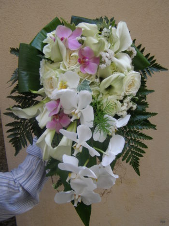 Orchidee