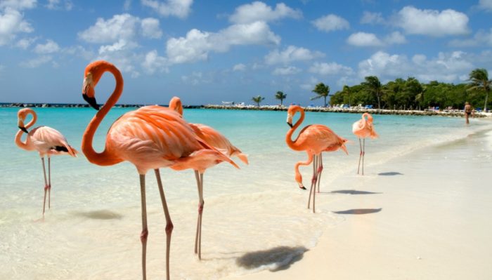 Aruba, spiagge meravigloiose