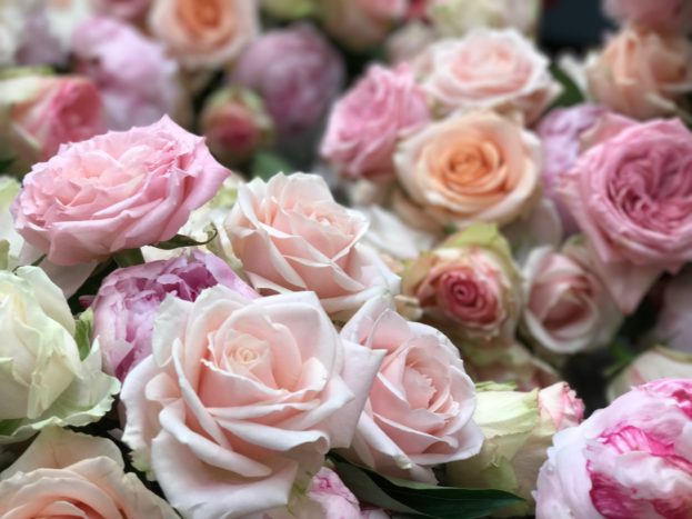 Le migliori Rose 