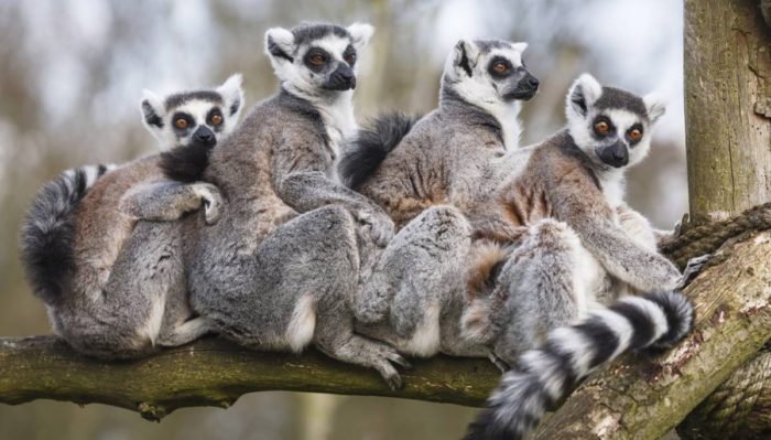 MADAGASCAR