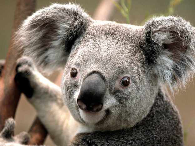 Australia