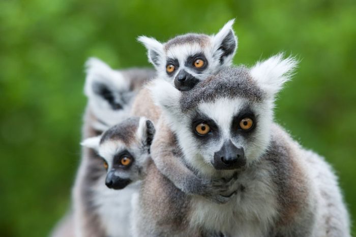 Madagascar