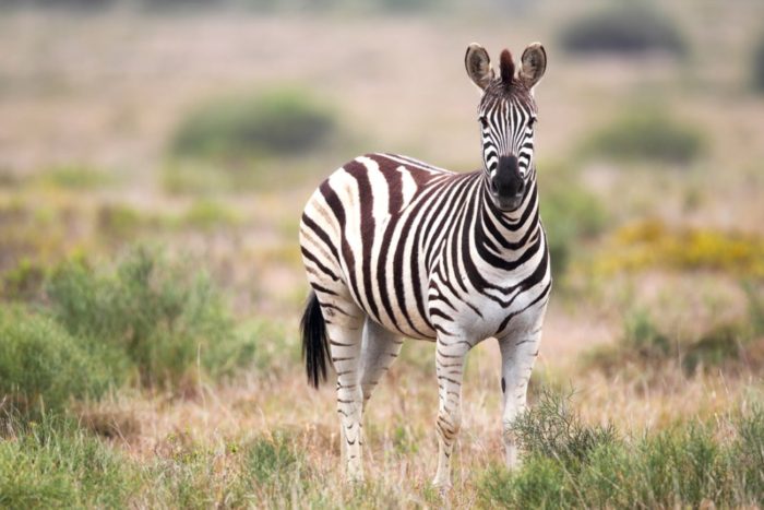 Safari