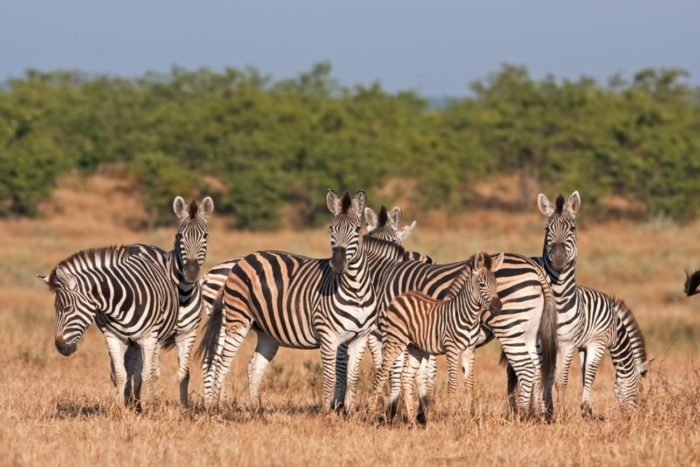 Sudafrica 