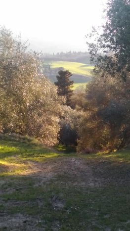 passeggiata tra gli ulivi