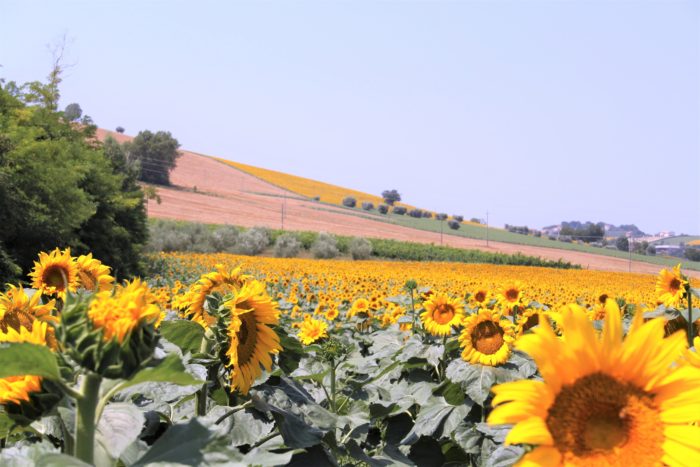 Girasoli