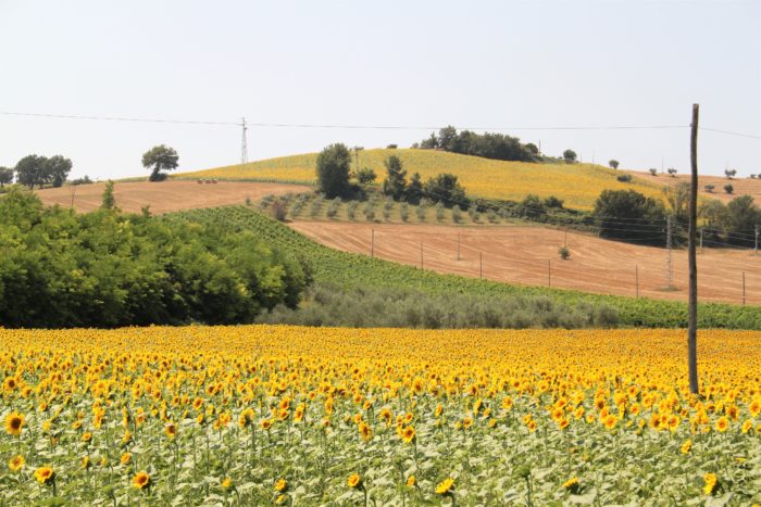 Colline circostanti