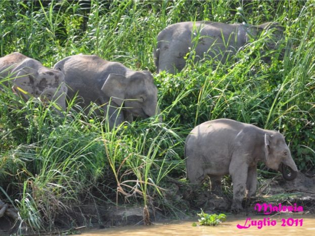 Ankiroa Viaggi Malesia