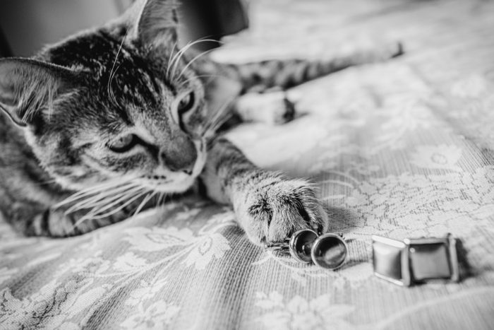gatto con gemelli