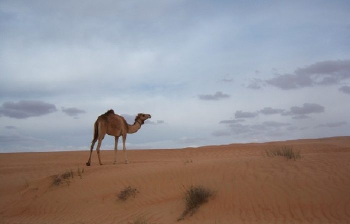 il deserto di Wahiba Sands