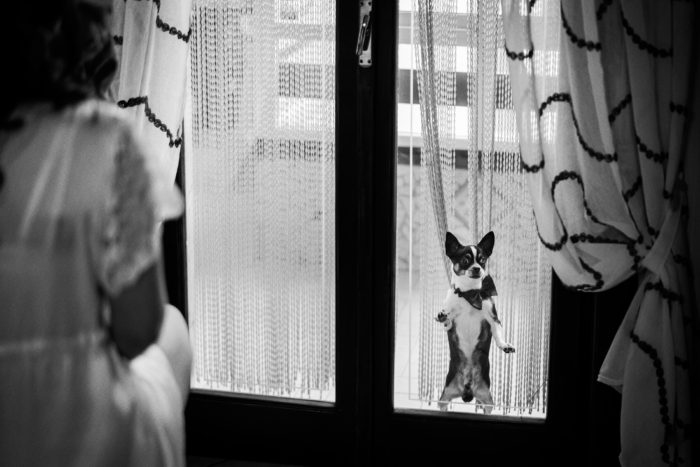 Pet and Love