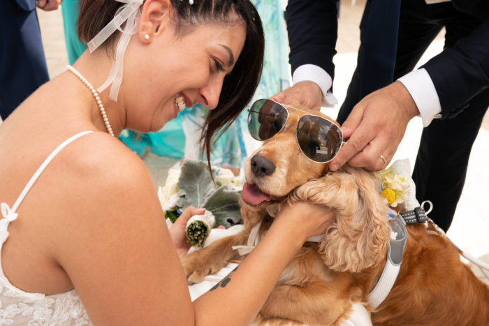 Pet and Love