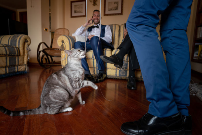 Pet and Love