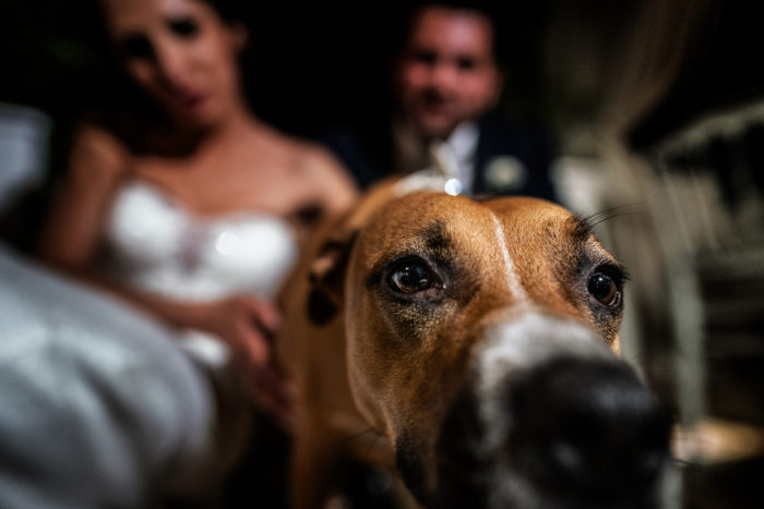 Pet and Love