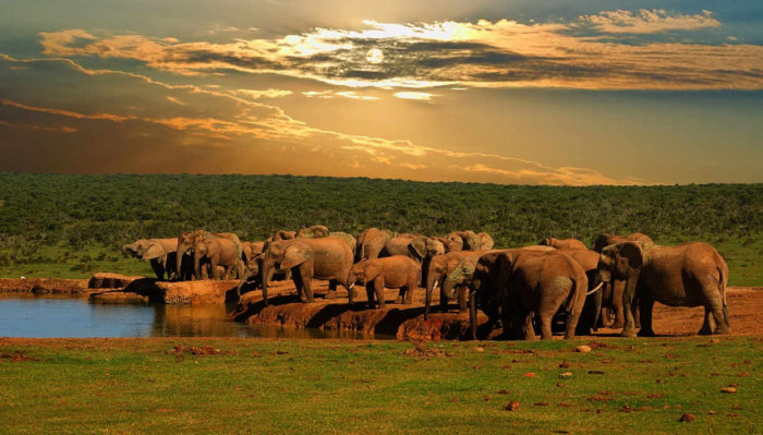 Safari