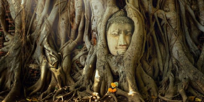 Il Buddha