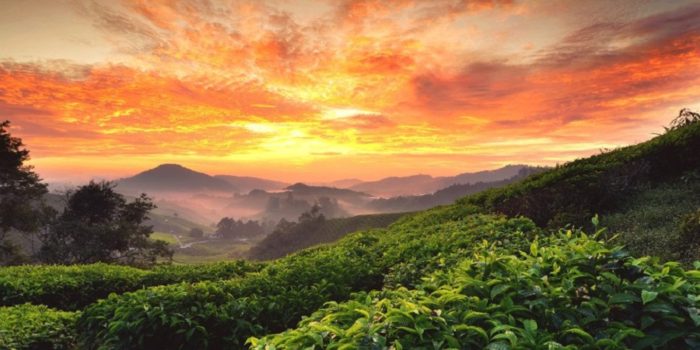 Le Cameron Highlands