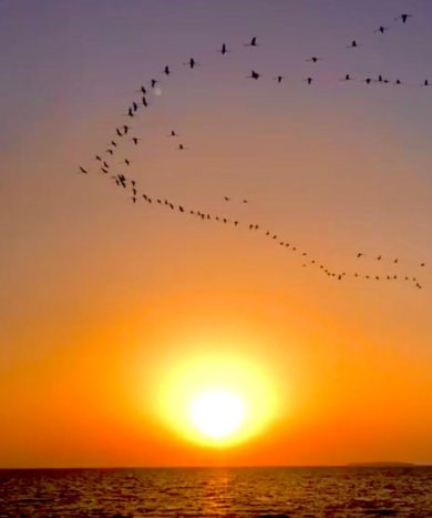 Flamingos
