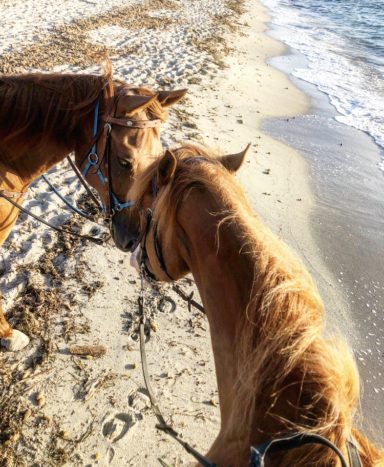 Horses