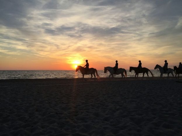 Horses