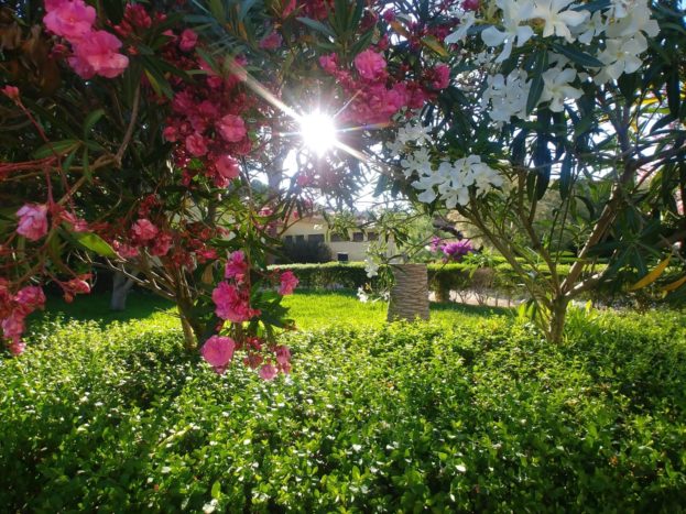 gardens and flowers
