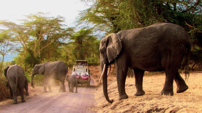 Safari