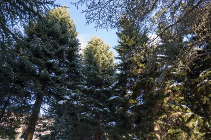 Parco Le Pigne