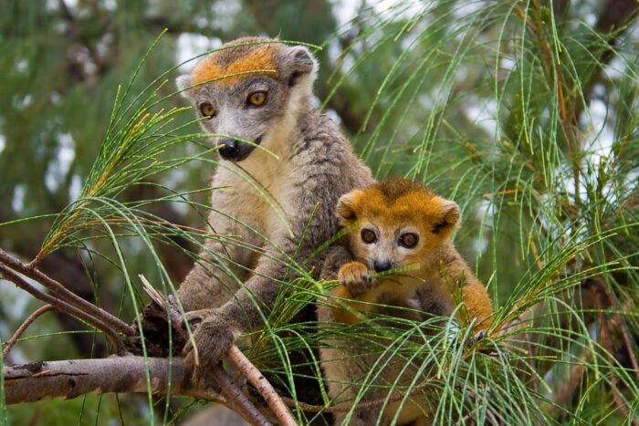 Viaggi di Nozze Madagascar