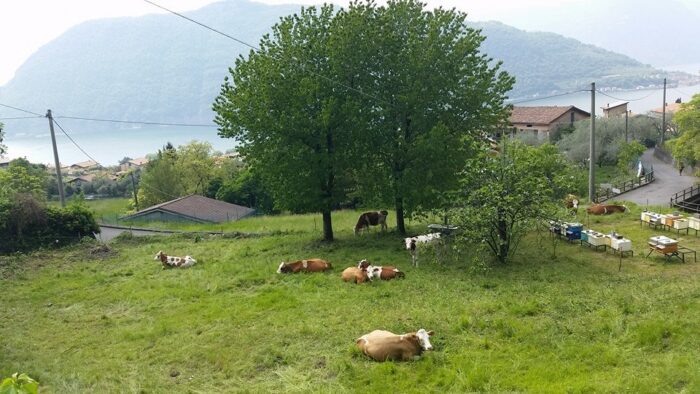 convivenza in apiario
