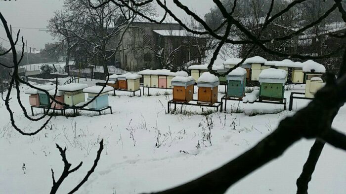 neve e api