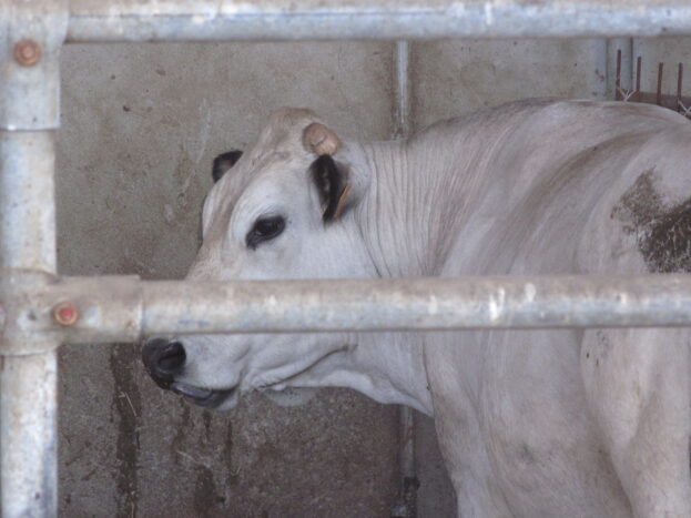 La bellissima mucca