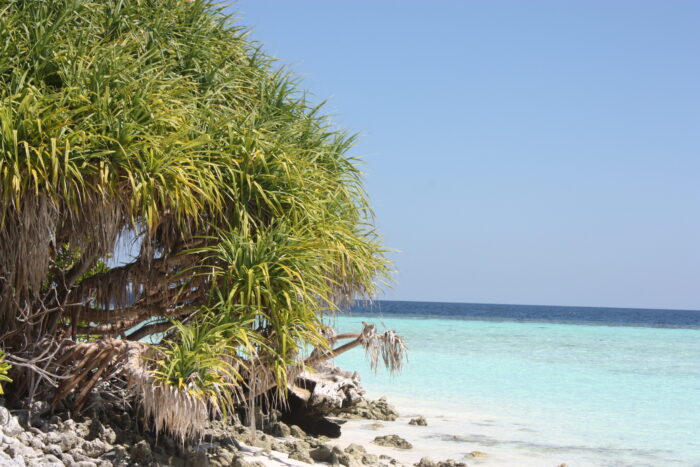 MALDIVE
