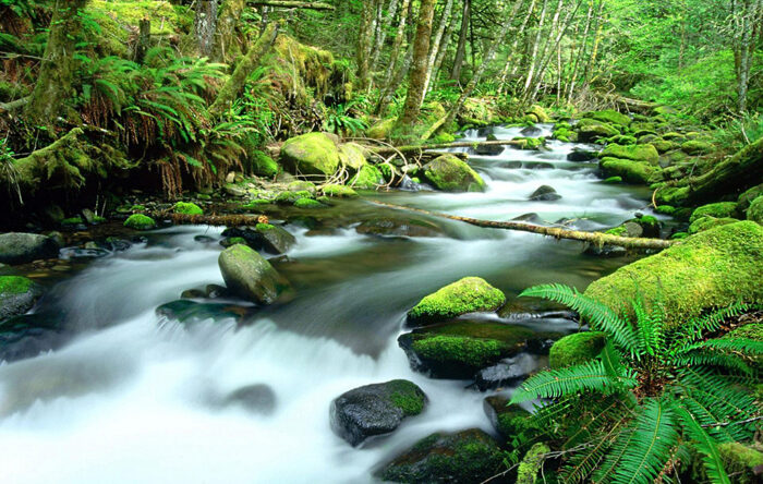 Daintree Rainforest