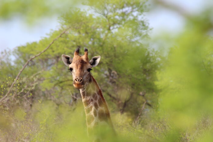 Sudafrica