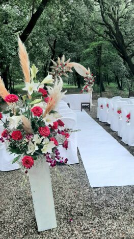 Composizioni con pampas