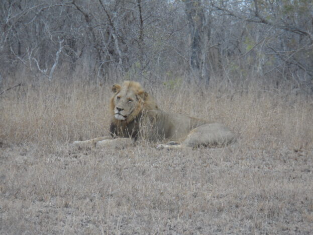 Safari 