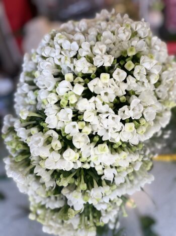 Denroses