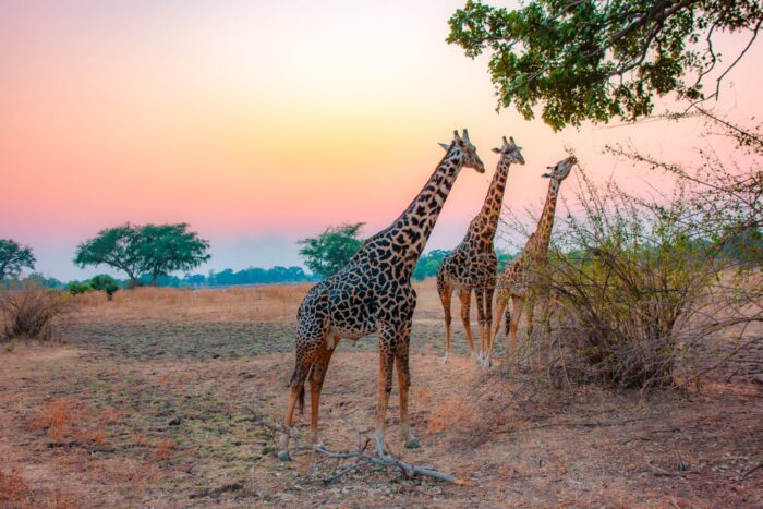 Kenya Safari