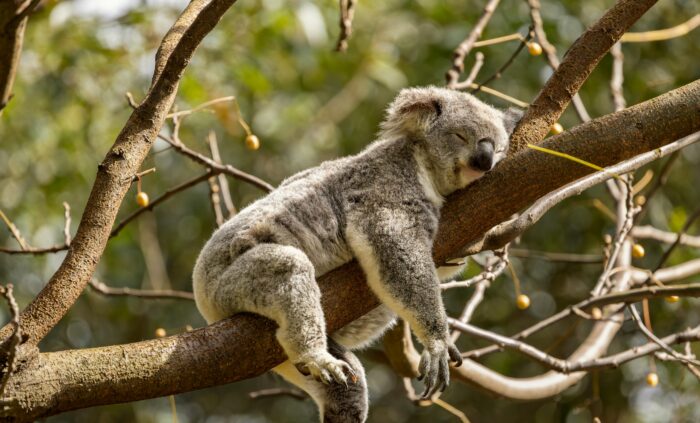Australia - Koala