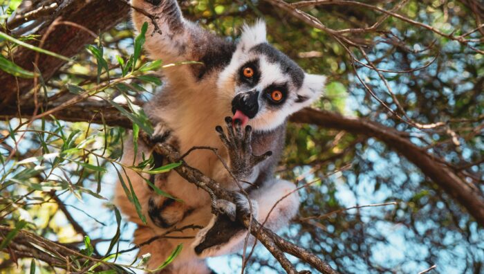 Madagascar